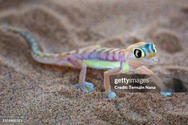 namib web footed gecko - geco foto e immagini stock