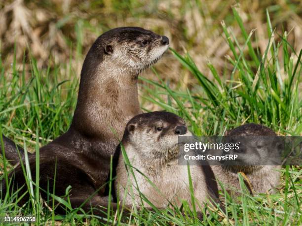 three wild river otters in grass washington state - river otter stock pictures, royalty-free photos & images