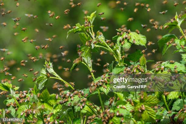 sciame di api da miele su cespugli di mora selvatici in oregon - swarm of insects foto e immagini stock