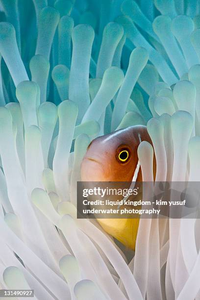 pink skunk clownfish - anemonefish stock-fotos und bilder