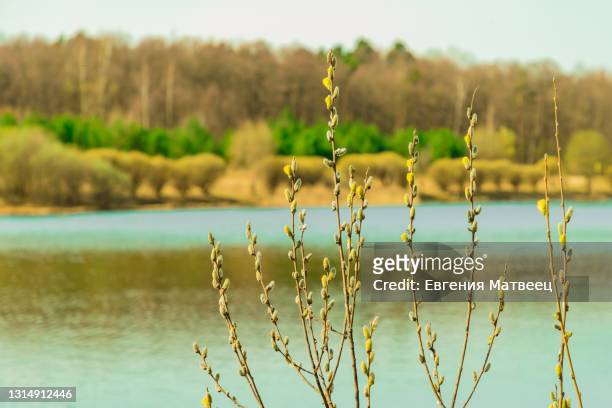 yellow pussy willow tree branches, catkins on forest and water beautiful spring landscape background - palm sunday stock pictures, royalty-free photos & images