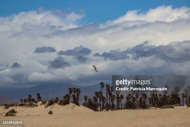 white seagull, clouds and palm trees - oxnard bildbanksfoton och bilder