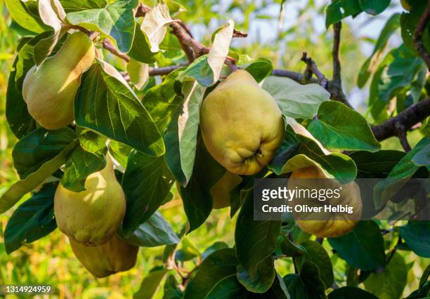 yellow quince fruits on a tree with leaves - kvitten bildbanksfoton och bilder