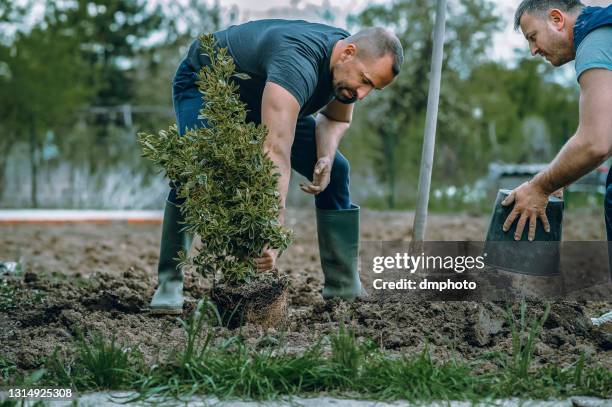 zwei männer pflanzten einen baum - baum stock-fotos und bilder