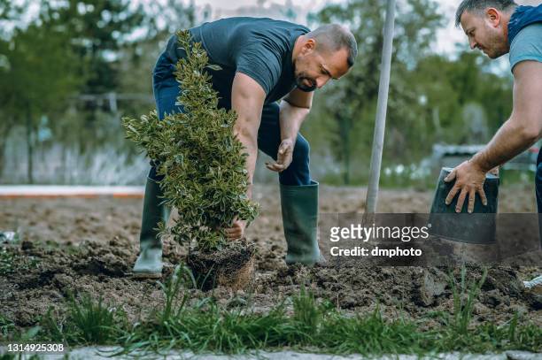 two men planted a tree - tree stock pictures, royalty-free photos & images