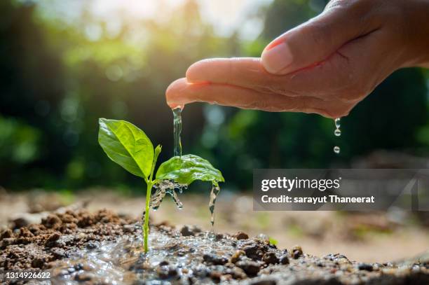 in the hands of trees growing seedlings. bokeh green background female hand holding tree on nature field grass forest conservation concept - sapling stock pictures, royalty-free photos & images