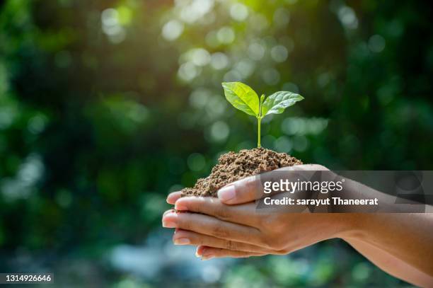 environment earth day in the hands of trees growing seedlings. bokeh green background female hand holding tree on nature field grass forest conservation concept - happy earth day stock-fotos und bilder