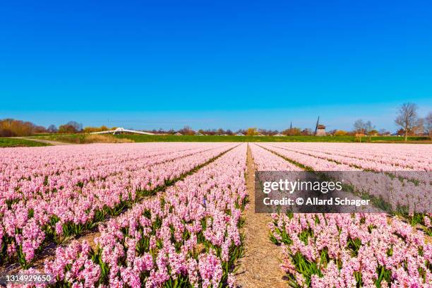 pink flower field in alkmaar netherlands in spring - plant bulb stock pictures, royalty-free photos & images