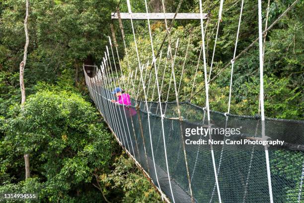 woman enjoying nature at canopy walkway in borneo - taman negara national park stock pictures, royalty-free photos & images