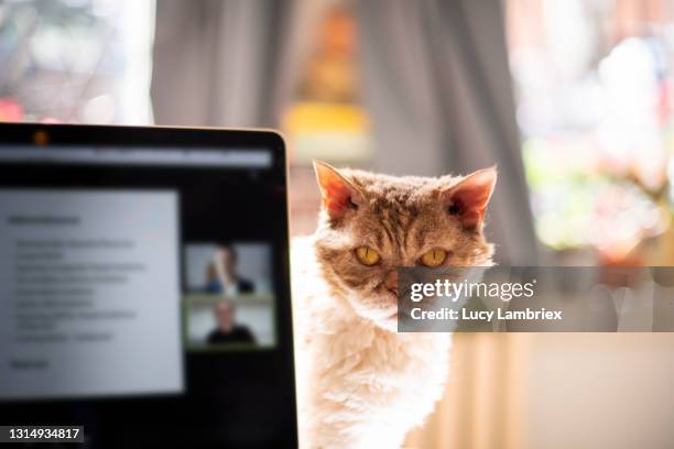 Cat S Using Computer Cat Using Computer Funny Photos and Premium High Res Pictures - Getty ...
