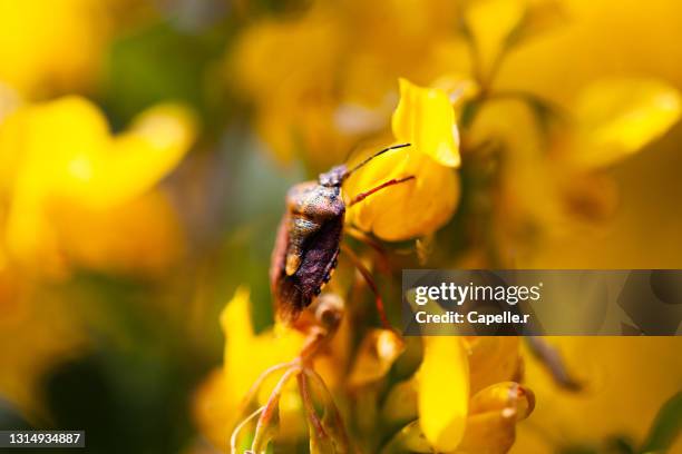 insecte - punaise du une fleur jaune au printemps - punaise stock pictures, royalty-free photos & images