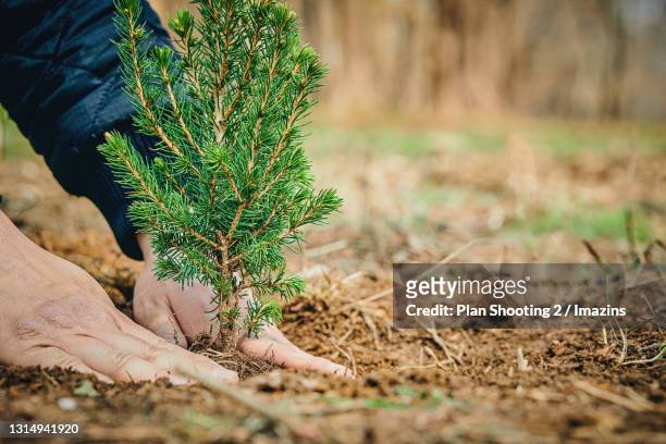 planting a seedling - sapling stock pictures, royalty-free photos & images