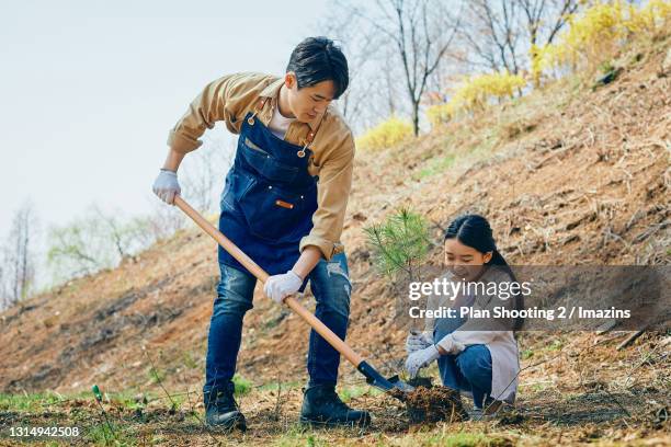 a man and kid planting tree - father and children volunteering stock-fotos und bilder