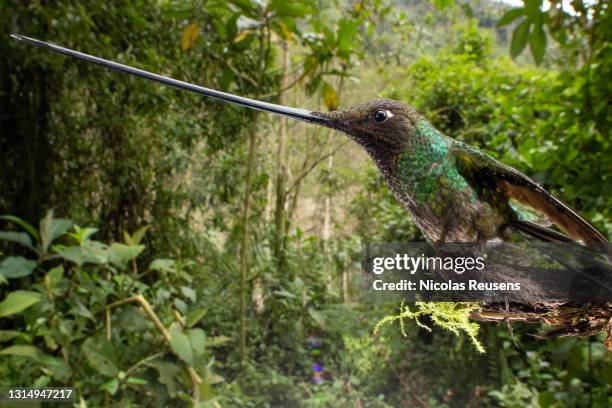 ensifera ensifera, sword-billed hummingbird - beak stock pictures, royalty-free photos & images