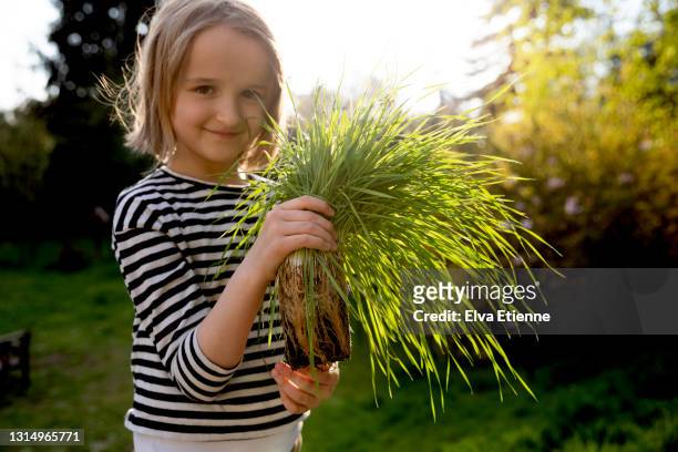 smiling girl (8-9) holding large bunch of long grass that has been grown in a cube shaped container, ready for planting in a back yard - girl strips stock-fotos und bilder