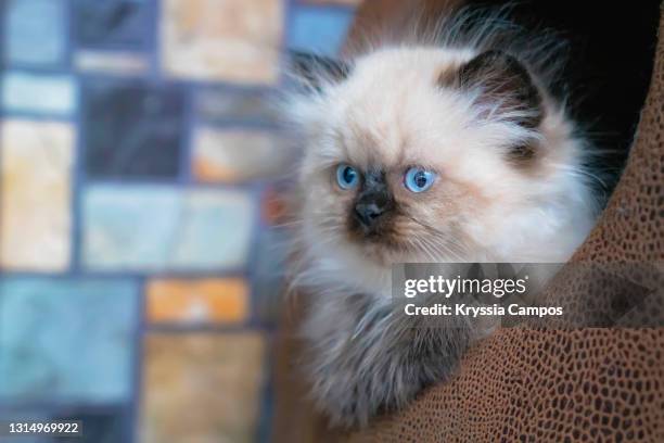 portrait of blue point himalayan young cat, copy space - himalayan cat stock pictures, royalty-free photos & images