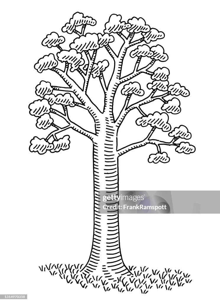 Deciduous Tree Drawing Basicc Big Deciduous Tree Drawing High-Res Vector Graphic - Getty Images