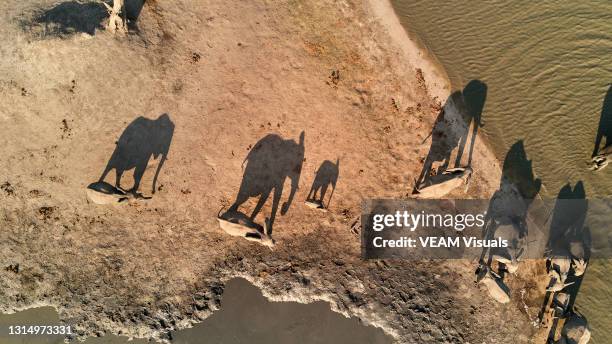 aereal view of a group of elephants and their shadows drinking water from a pothole in zimbabwe. - elephant africa photos et images de collection