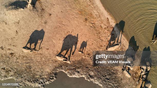 aereal view of a group of elephants and their shadows drinking water from a pothole in zimbabwe. - elephant stock pictures, royalty-free photos & images