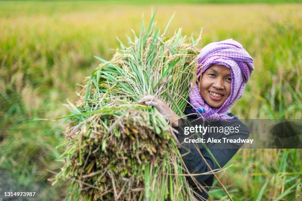 rice harvest - northeast india stock pictures, royalty-free photos & images