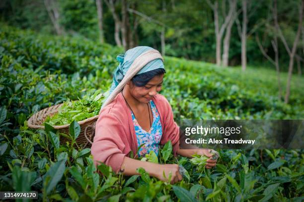tea estate in india - nordeste imagens e fotografias de stock