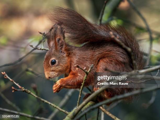 chestnut-colored squirrel in the forest near hoenderloo, the netherlands - apeldoorn stockfoto's en -beelden