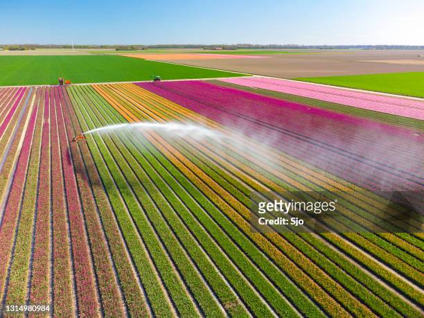 tulips growing in agricutlural field during springtime seen from above with an agricultural irrigation sprinkler - extreme weather farm stock pictures, royalty-free photos & images