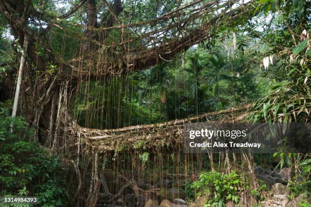 living root bridge in india - lattice foto e immagini stock