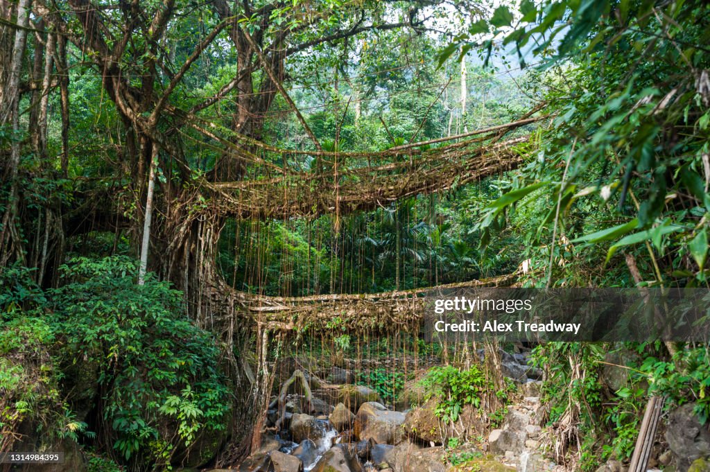 Root Float Bridge Living Root Bridge In India High-Res Stock Photo - Getty Images