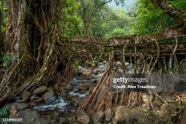 living root bridge in india - lattice foto e immagini stock