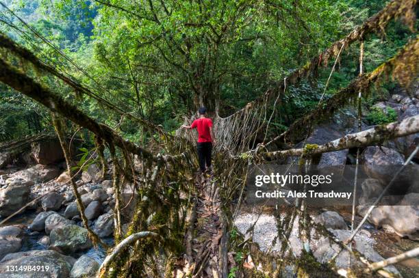 living root bridge in india - rubber tree stock pictures, royalty-free photos & images