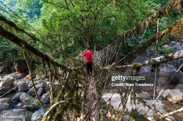 living root bridge in india - northeast india stock pictures, royalty-free photos & images