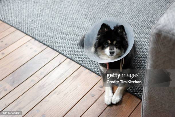 dog wearing protective cone lying on floor, looking up - elizabethan collar stock pictures, royalty-free photos & images