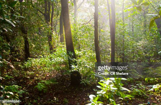 dense forest of matheran hill station, india - india rain stock pictures, royalty-free photos & images