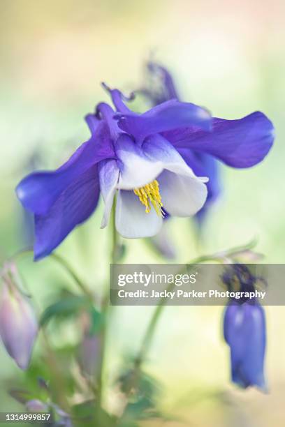 beautiful, blue, spring aquilegia flower also known as the columbine flower of granny's bonnet - columbine flower stock-fotos und bilder