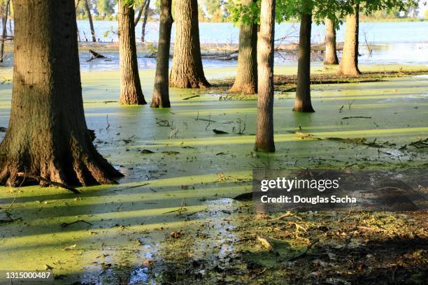 swamp area - groene alg stockfoto's en -beelden