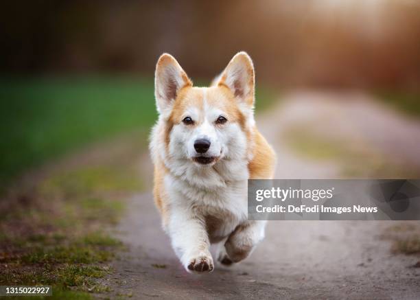 Welsh Corgi Pembroke on a lawn with flowers on April 04, 2021 in Bargteheide, Germany.