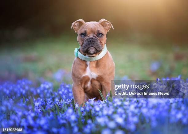 Old English Bulldog Puppy on a lawn with flowers on April 03, 2021 in Bargteheide, Germany.