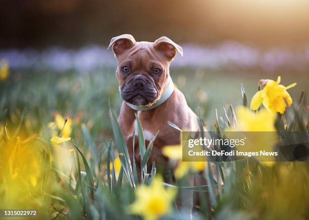 Old English Bulldog Puppy on a lawn with flowers on April 03, 2021 in Bargteheide, Germany.