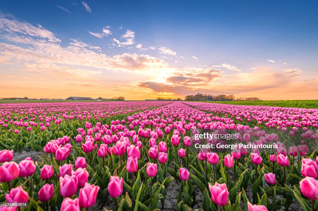 Field of pink tulips at sunset
