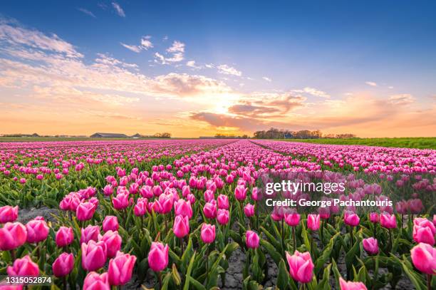 field of pink tulips at sunset - tulips stock-fotos und bilder