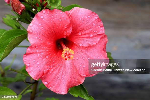 hibiscus - eibisch tropische blume stock-fotos und bilder