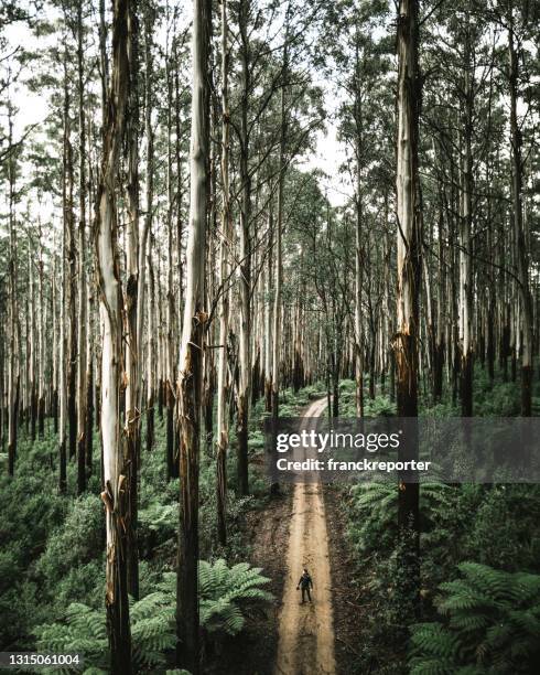 man at the yarra ranges national park in australia - australian rainforest stock pictures, royalty-free photos & images