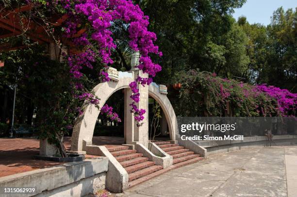 foro lindbergh (lindbergh forum), parque méxico (mexico park), officially parque san martín, colonia hipódromo, condesa, mexico city, mexico - angiosperma fotografías e imágenes de stock