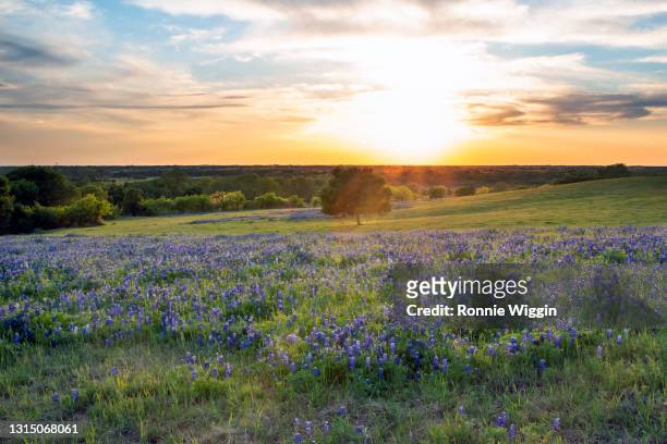 sunset at bluebonnet valley - texas bluebonnet stock-fotos und bilder
