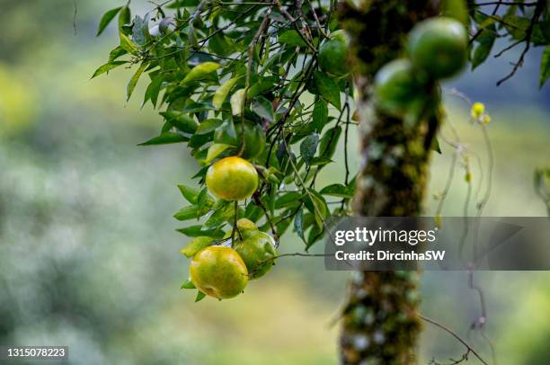 bergamot. - bergamot stock pictures, royalty-free photos & images