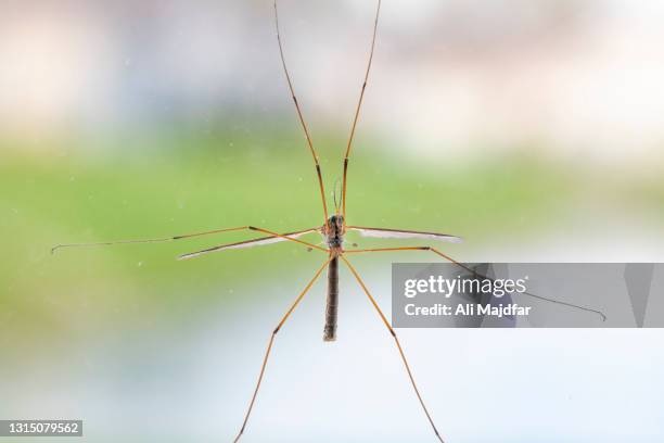 crane fly - típula fotografías e imágenes de stock