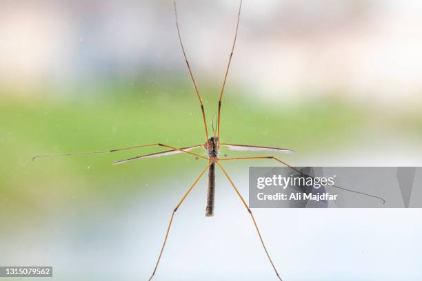 crane fly - animal limb stock pictures, royalty-free photos & images