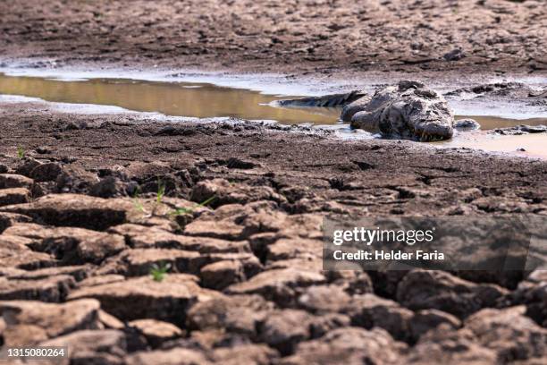 pantanal 2020 drought and fires causes death of wild animals. - pantanal wetlands foto e immagini stock