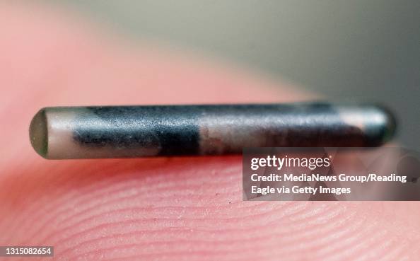 1/12/2006 Reading, PA 200600100- Human Society Operations Director Damon L March holds one of the microchips that would be implanted in a cat or dog.The chip can be scanned by shelters and the information from it linked to a database that would provided i 1/12/2006 Reading, PA 200600100- Human Society Operations Director Damon L March holds one of the microchips that would be implanted in a cat or dog.The chip can be scanned by shelters and the information from it linked to a database that would provided i